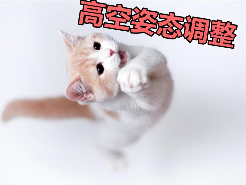 我的世界 关于猫的10个冷知识 Mc神秘的异瞳猫 你发现了么 看点快报