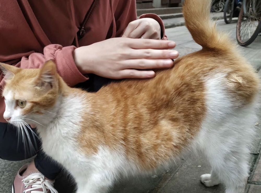 一只很亲近人的橘猫,吃胖了以后就变了,整天都睡觉