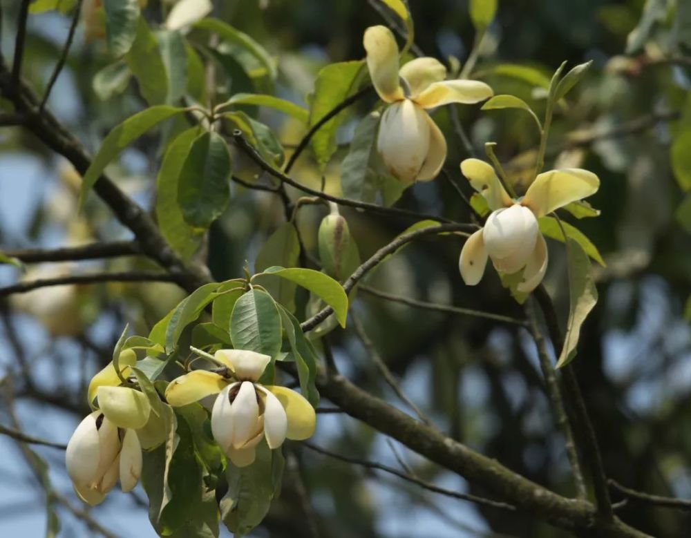 元阳首次发现极小种群野生植物——毛果木莲