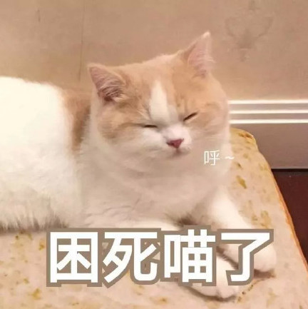 搞笑萌猫表情包:憋说了,我爱你!