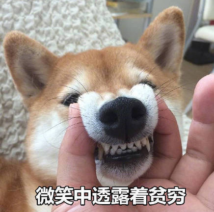 搞笑柴犬表情包:今天的美貌也在营业呢!