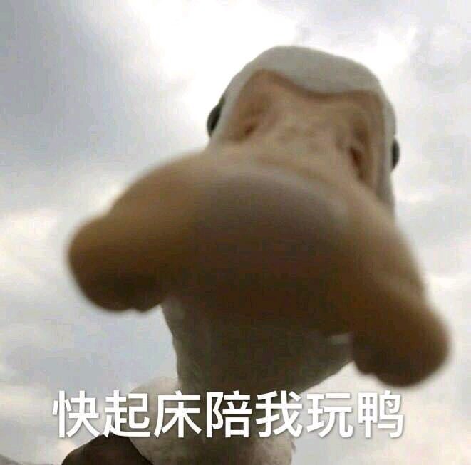 搞笑的表情包:快起床陪我玩