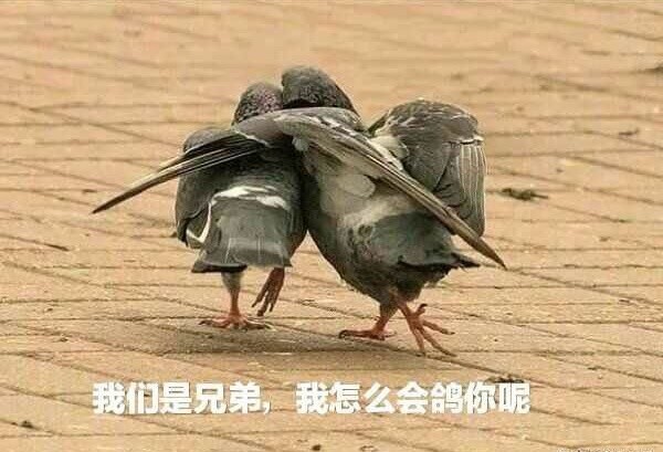 搞笑的表情包我们是兄弟