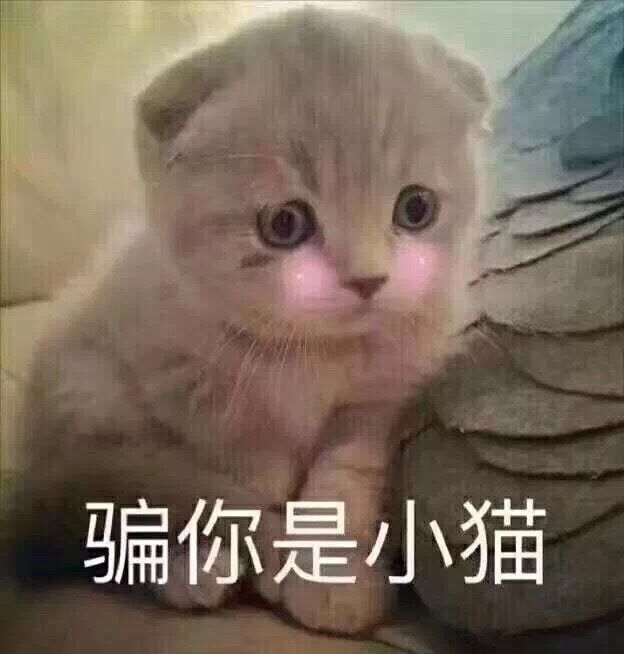 搞笑的表情包:骗你是小猫