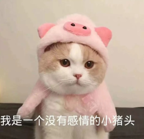 可爱萌猫表情包:我是一个没有感情的小猪头!