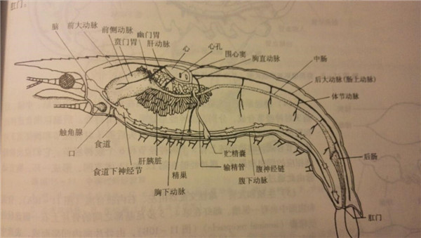 人教版初一生物下册教案全册下载_生物教案下载_生物入侵者教案