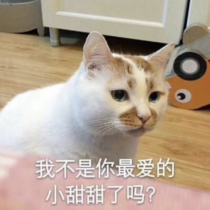 超萌"网红猫"表情包火了,堪称聊天法宝,撒娇卖萌技巧