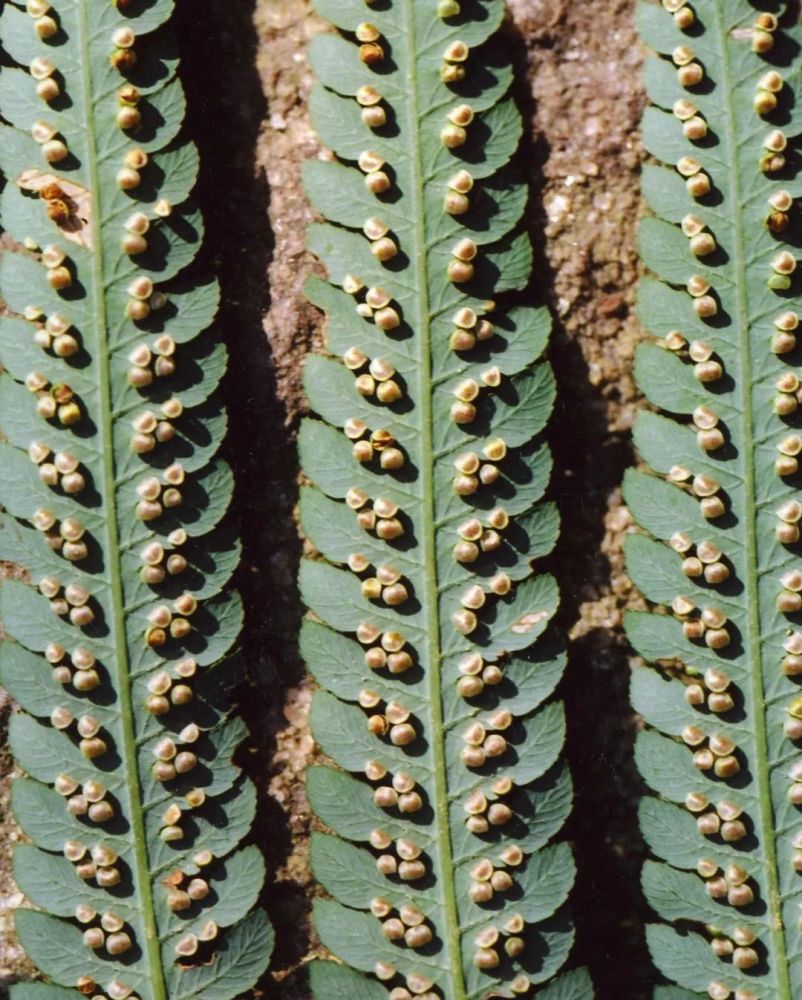 哈哈哈 想不到吧?“金毛狗”竟是一种药材植物!