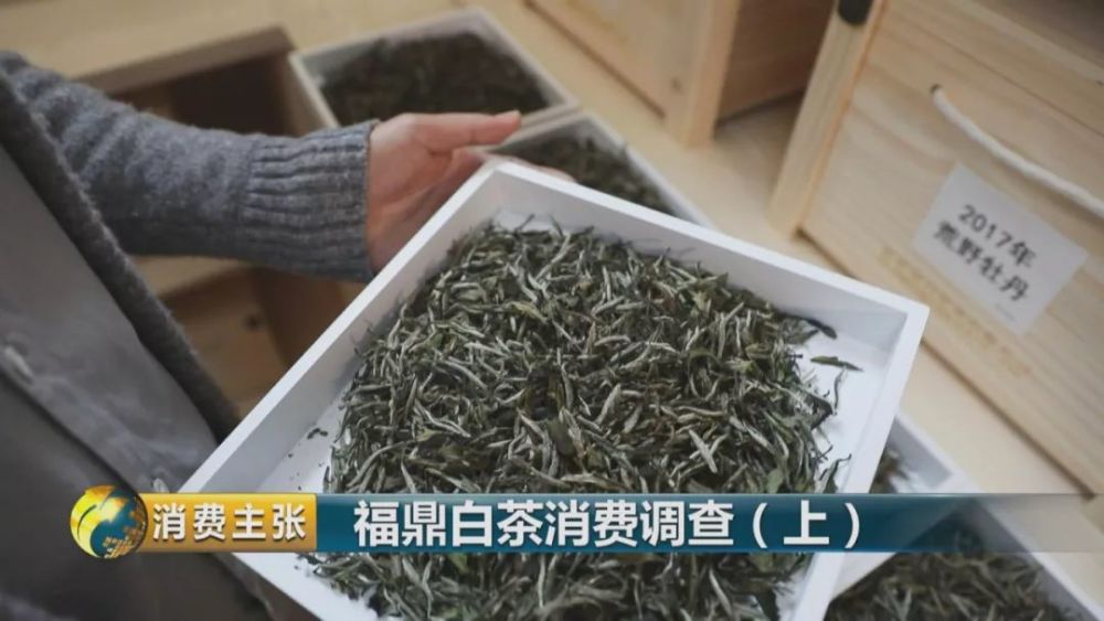 央视《消费主张》教你解锁福鼎白茶知识