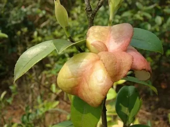 每年清明节前后,漫山遍野的茶树上就会长出"茶片"和"茶泡".