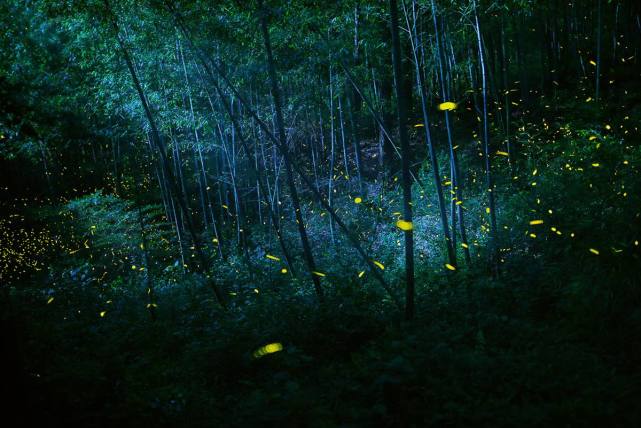 杨万里《夏夜追凉》诗,难耐夏夜热,步月穿林,寻一丝