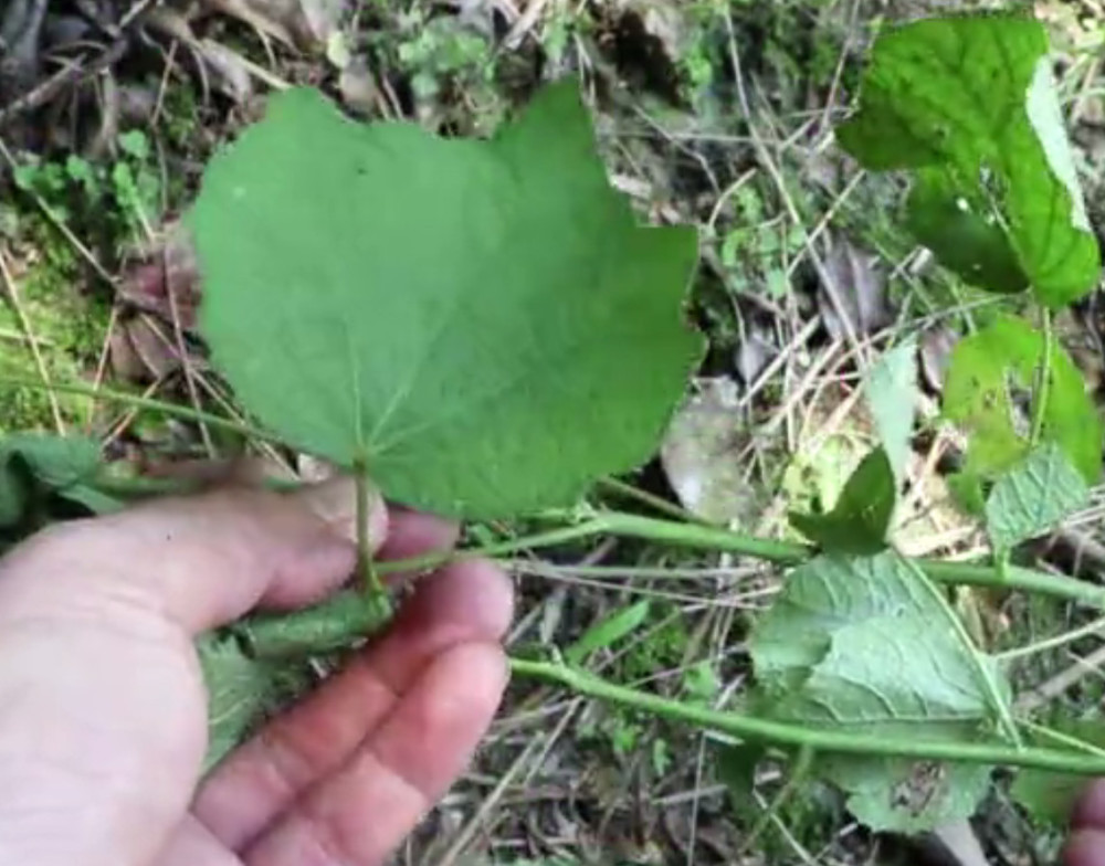 农村这种野草很常见,多数人不知其珍贵的价值,是治风湿的良药