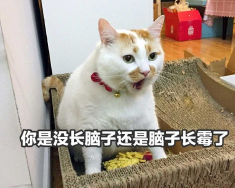 搞笑萌猫表情包:你是没长脑子还是脑子长霉了!