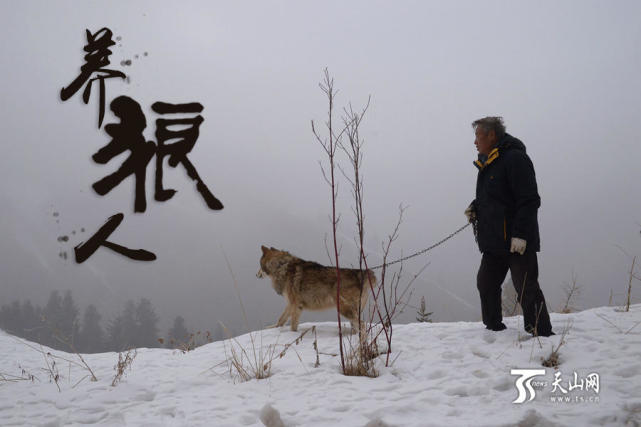 新疆7旬老人养150匹野狼 伙食费一年花近百万 - 海阔山遥 - . 新疆7旬老人养150匹野狼 伙食费一年花近百万 - 海阔山遥 - .