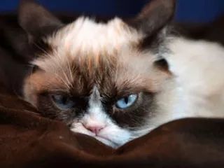"不爽猫"离世 曾是猫界"表情帝"