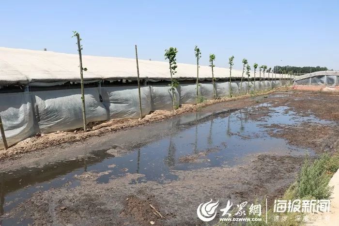 菏泽一养殖场占农田养鸭,周边村民每天与苍蝇同