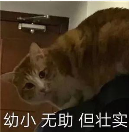呆萌小猫生气表情包大集合:你这个无情无义又无理取闹