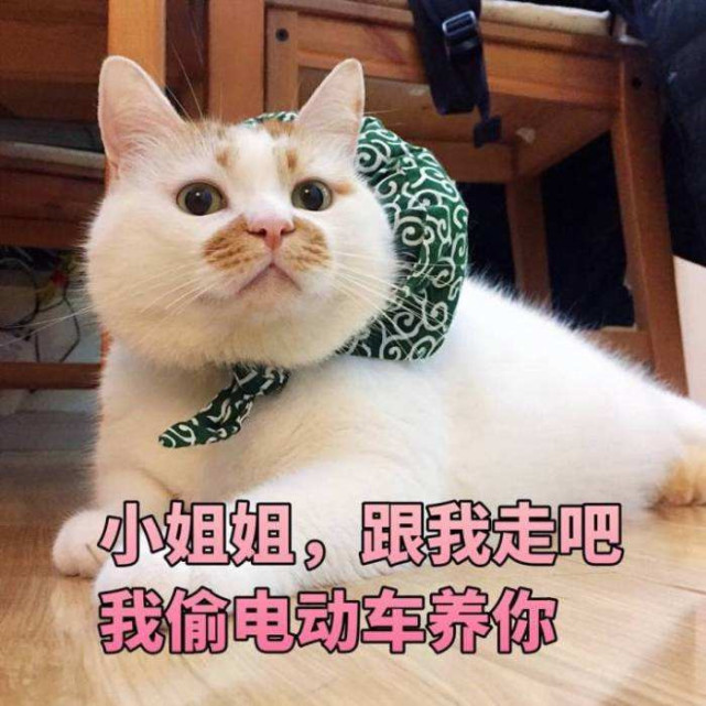 可爱萌宠猫猫表情包:小姐姐,跟我走吧,我偷电动车养你