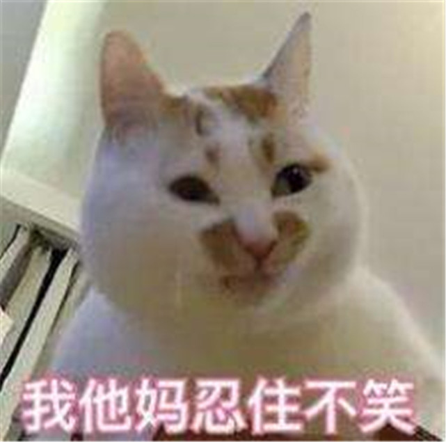 可爱萌宠猫猫表情包:小姐姐,跟我走吧,我偷电动车养你