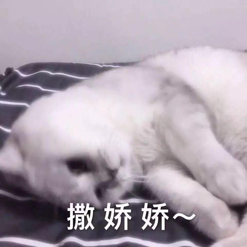 搞笑萌猫表情包:你别说话了!再说就烦了!