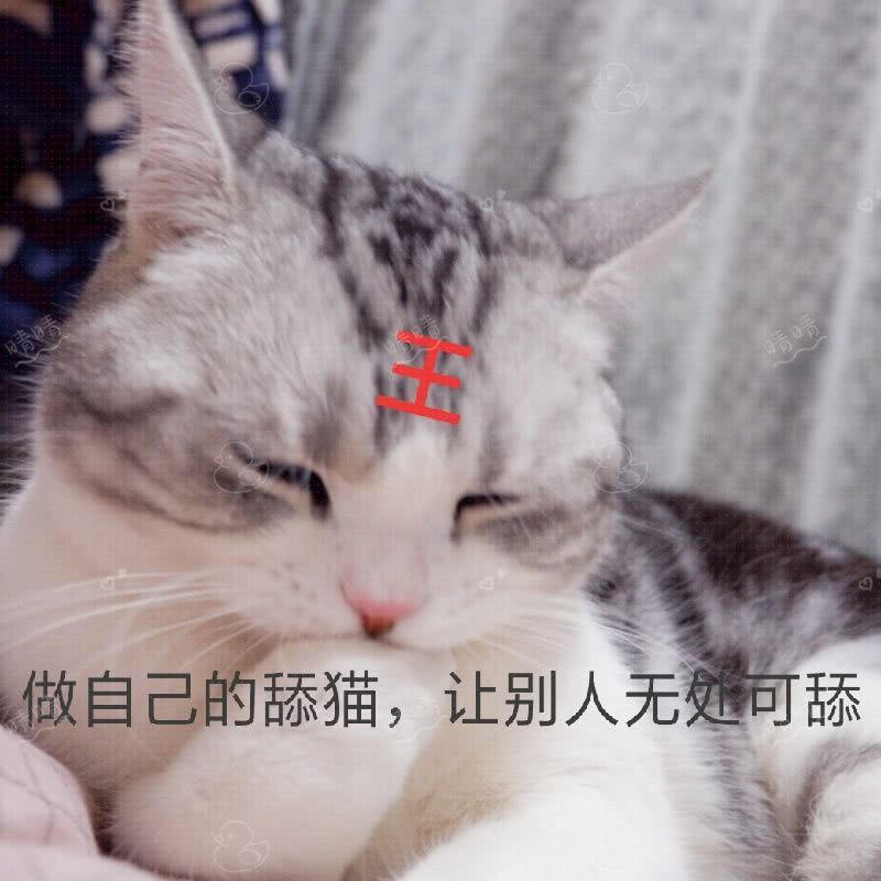 可爱萌猫表情包:做自己的舔猫,让别人无处可舔!