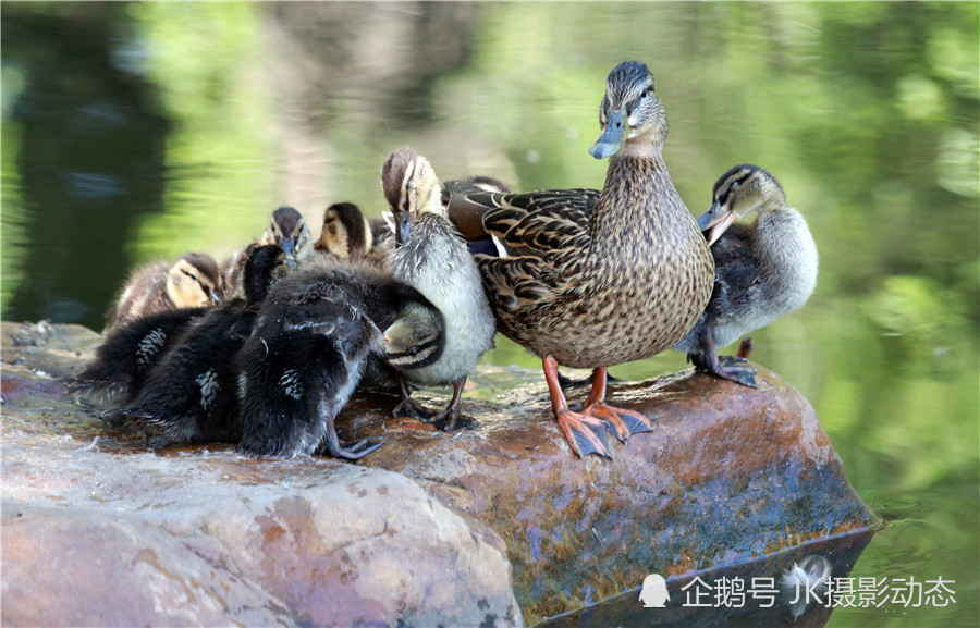 辽宁沈阳:野鸭妈妈带十只小萌崽畅游北陵公园
