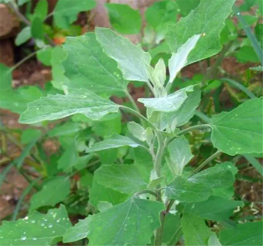 农村有一种野菜叫灰灰菜,它有哪些营养?