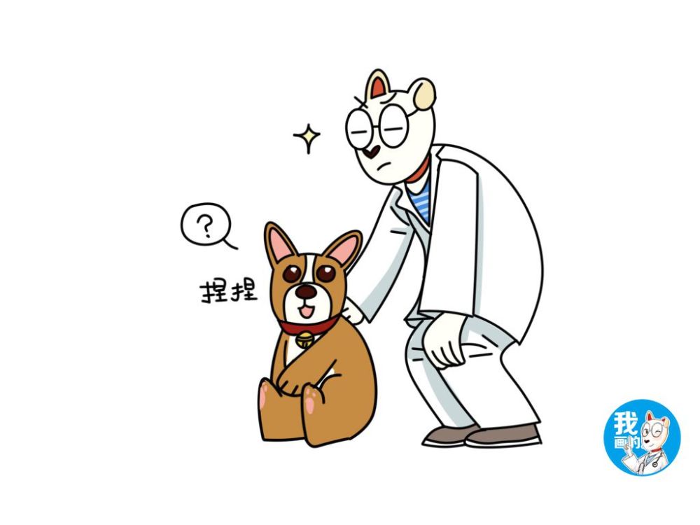 辟谣:狗到底应该喝什么水?相信我,多喝开水确