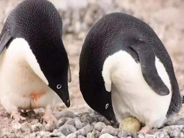你不知晓的帝企鹅冷知识:在帝企鹅孵蛋之时,雌性是负责捕猎