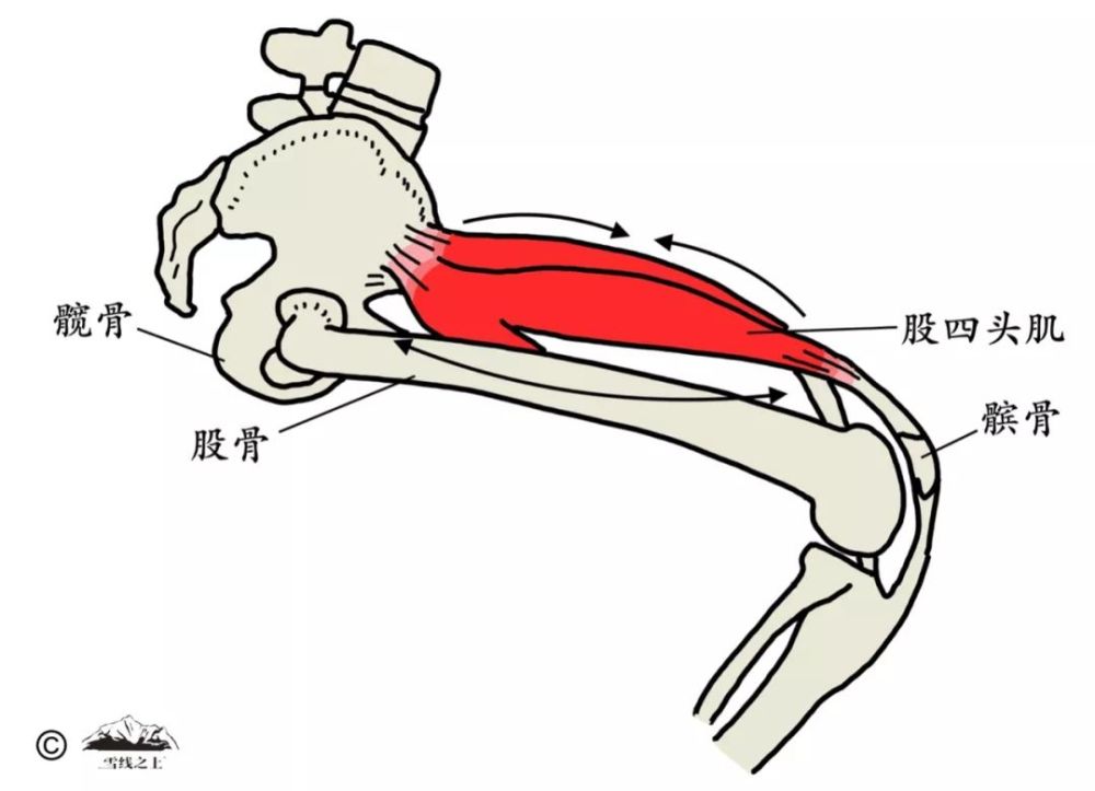 图中红色部分为股四头肌,是大腿上很重要的一块肌肉