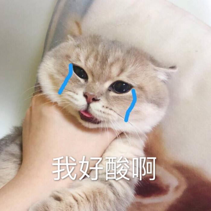 表情包,猫咪
