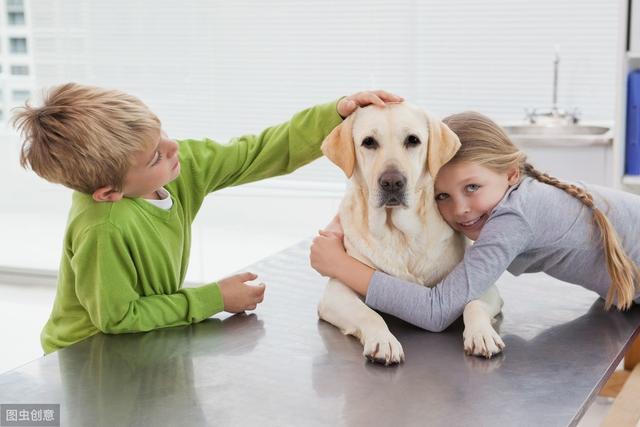 金毛和拉布拉多犬,谁更适合家养?这就要看宠主是什么身份了!