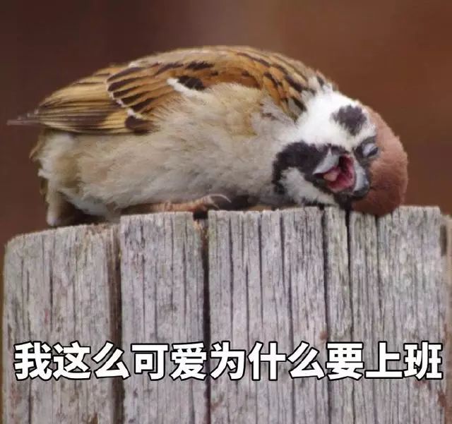 表情包:我这么可爱为什么要上班