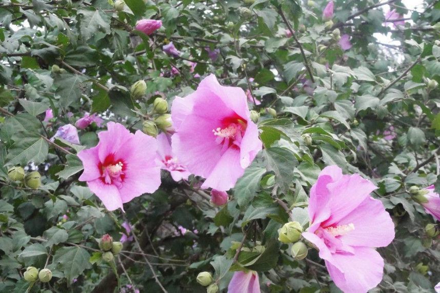 木槿花属于落叶灌木,花期为7月-10月,网上有些介绍木槿花"一年四季
