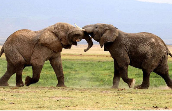 心理测试:你喜欢哪一对大象?测试你的晚年生活过的累不累!