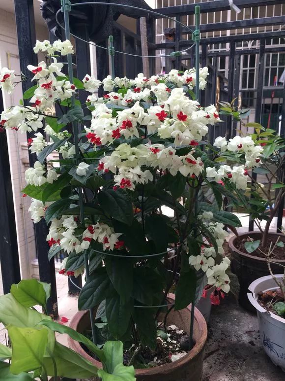 铁筷子是毛茛科铁筷子属的草本植物,铁筷子株型低矮,叶色墨绿,花及叶