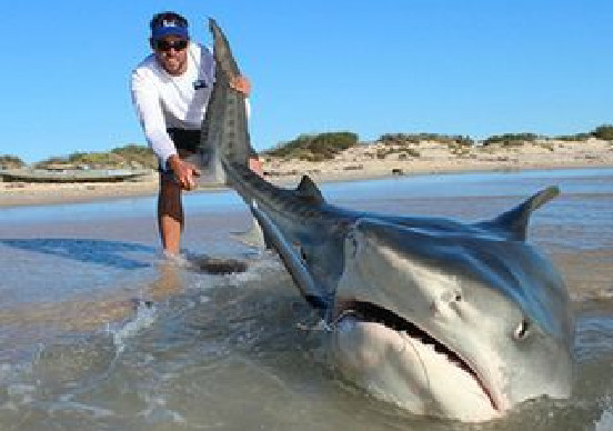 印尼钓巨型金枪,狗牙,常有大鲨鱼伴随左右,竟钓上数十万的渔获