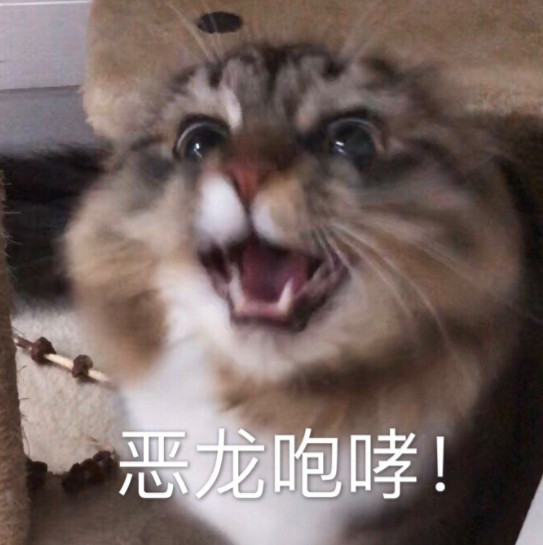 搞笑萌猫表情包:看我的恶龙咆哮!