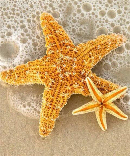 "海星"可以吃吗?油炸海星是什么滋味,为啥大家吃完表情好奇怪