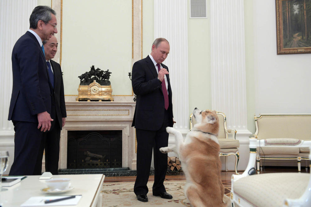 普京接受采访前与安倍所赠秋田犬玩耍 (组图)
