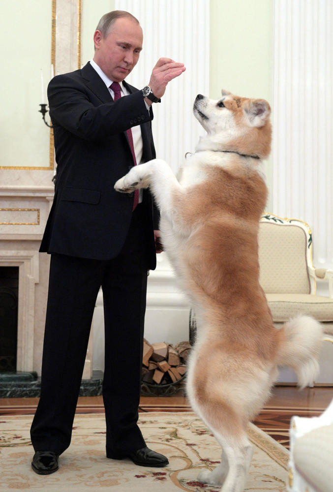 普京接受采访前与安倍所赠秋田犬玩耍 (组图)