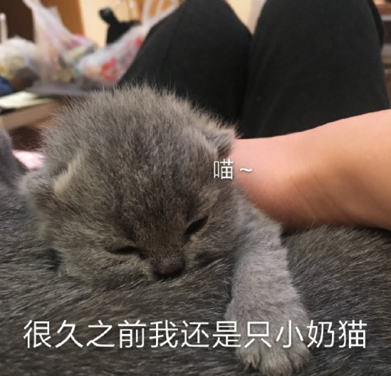 搞笑萌喵表情包:很久之前我也是一只小奶猫呢!