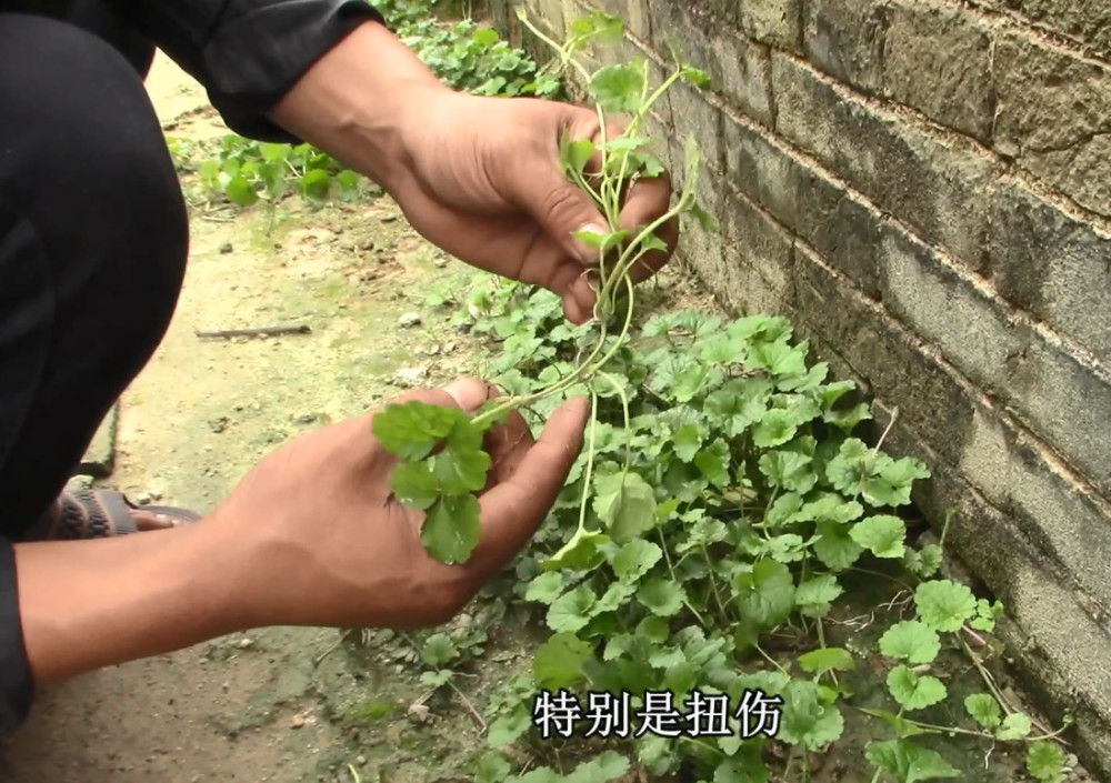 这种草药学名活血丹,农村老人管它叫做透骨风,看看有什么功效