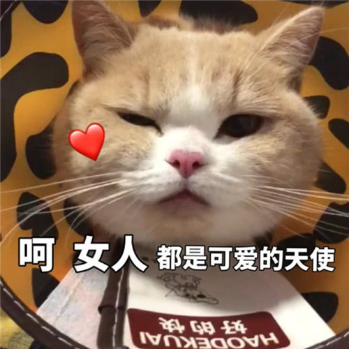 小奶猫又来表白啦!超奶思表情包:呵,女人都是可爱的