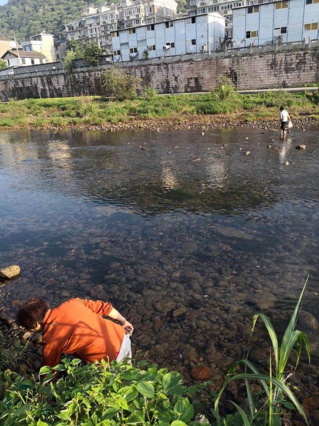 遂昌南溪发现大面积不明原因死鱼