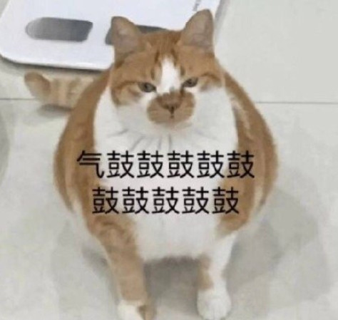 超萌小猫咪生气表情包:我生气了,开始哄我吧!