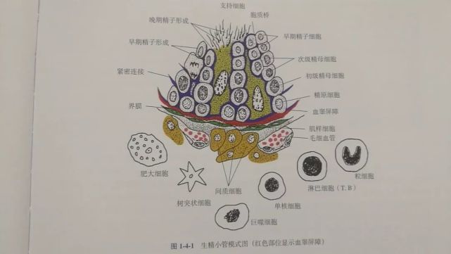 有种无精症,来自"腮腺炎"
