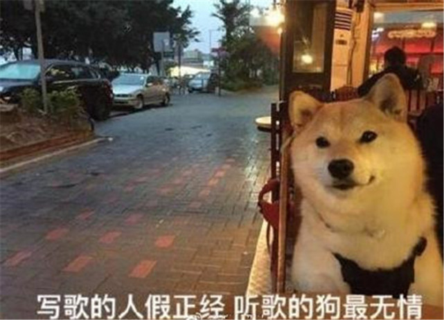 可爱萌宠狗狗表情包:写歌的人假正经,听歌的狗最无情
