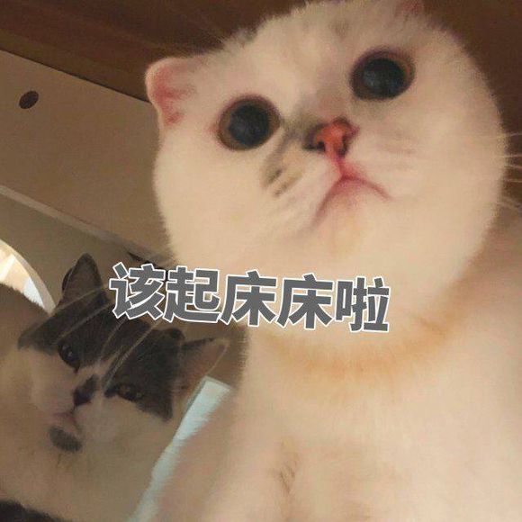 治愈系猫咪可爱表情包:工作使我快乐!