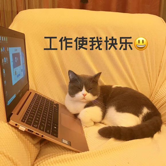 治愈系猫咪可爱表情包:工作使我快乐!